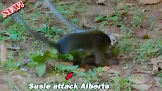 H-orrifies attacking! So pity poor baby Elpida s-hock scare when Alberto got temper attack by Susie