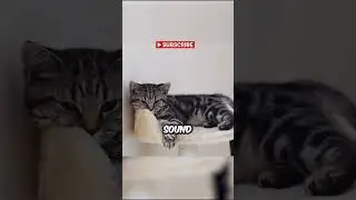 This Is What Your Cat's Reverse Sneezing Actually Means