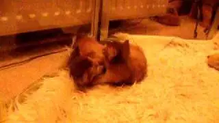 Ferox Sorrel Somali kittens practice fighting, almost 6wks