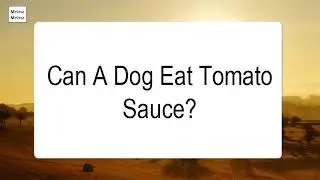 Can A Dog Eat Tomato Sauce