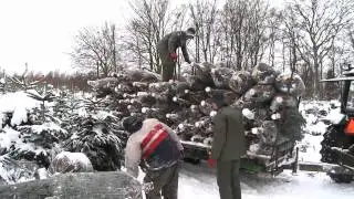 Stor brist p&aring; julgranar