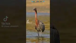 amazing birds #allah #love #eaglestory #cow #gareebi