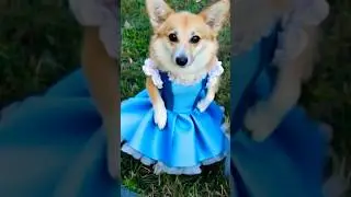Нереально гарна #corgi #chiots #собака #любовь #funny #корж #animals #коргі