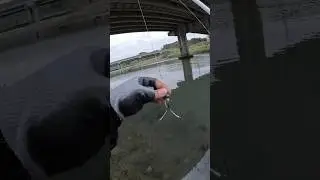 CATCHiNG MULLET FiSH USiNG TREBLE HOOK🇹🇼👌💯