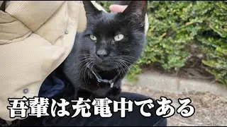 【福岡#2】 猫に捕まり、帰れなくなった