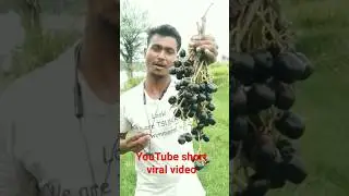 YouTube short viral video black jamun desi jamun farming