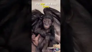Bonobo Mom Builds the Perfect Bed for Her Baby