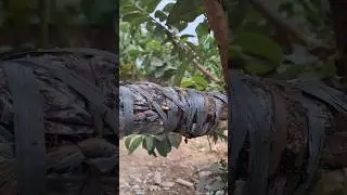 How to transplant air layered guava.  #guava #guavatree #airlayer #fruittree #garden #airlayering