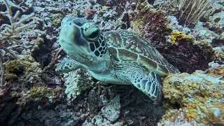 Yawning Sea Turtle in Miyakojima, Okinawa, Japan #diving #japan #turtle #shorts