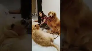 Jealous Dog Reaction || Will not share mother's love: Jos&eacute;, The Golden Retriever #jealousdog