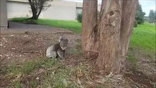 Koala Visitor At Work