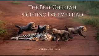 THE BEST CHEETAH SIGHTING EVER #safari #wildlife #africansafari #cheetah #africanwildlife