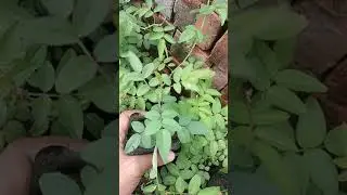 whild rose 🌹🌹 mainly used in grafting