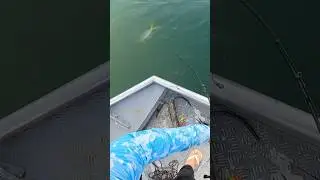 EU SABIA QUE TINHA PEIXE NESSE LUGAR, INSISTIMOS E ISSO ACONTECEU - PESCARIA DE DOURADO TRES MARIAS