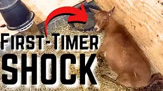 Opal the Nigerian Dwarf Goat is in SHOCK after a TRAUMATIC Birth!  Assisting a Goat to Give Birth