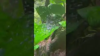 Aggressive angels with fry #fishaquarium #angel fish #angel breeding #joy of fish keeping
