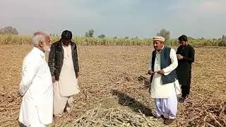 #variety J16-639, high tillering cap. cultivation at farm of a progressiv grower Haji Abdul Wahid Sb