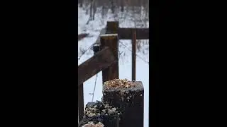 Bird Cam - Backyard Live Camera HD