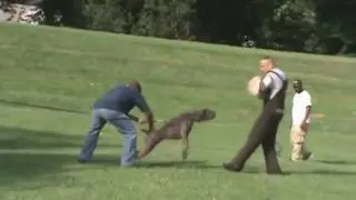 Cane Corso Ultimate Protection Compilation