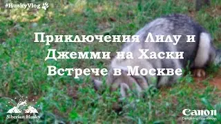 #HuskyVlog, Серия 1: Приключения хаски Лилу и Джемми на хаски-встрече в Москве