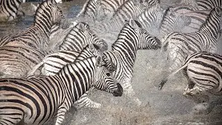 Zebra Odyssey: Botswana&rsquo;s Great Summer Migration