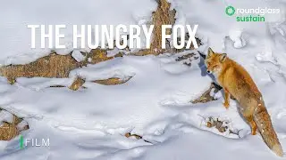 The Fox Trot: How the Bushy tailed Red Fox Hunts in Ladakh&rsquo;s Snowy landscape | @RoundglassSustain