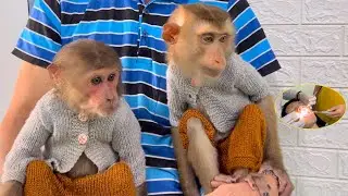 Monkey Sam & Asher worried when Dad Khai made his teeth
