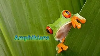 🔉Sounds of amphibians🐸