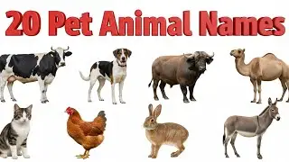 20 पालतू जानवरों की दुनिया |20 Pets Names in English for Kids Early Learning and Vocabulary Building