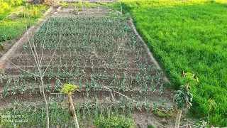 Natural Village Beauty || NARC G1 Garlic Growing || Aqil Videos