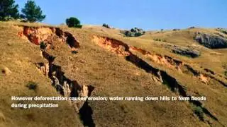 Deforestation Awareness Video