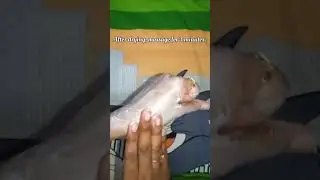 Ozone D-TAN Facial Cleanser #shorts #grwm #beauty #skincare #trending #latest #viral #cute #tutorial