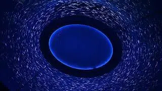 Sardines Swirl at Monterey Bay Aquarium