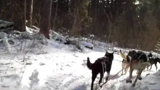 Sled Dogs at Camp Menogyn