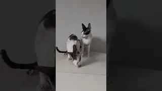 Cat Taste Test &ndash; Creamy Catit (Tuna) - Cornish Rex - #cornishrex #asmr #cat #shorts
