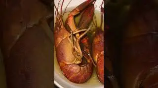 Udang  #masukberanda #udang #udanggalah #lobster #shortvideo #cooking #udanggalahbesar #glowfish