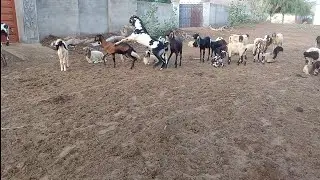 goat mating village lamb and goat