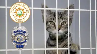 Temporary Animal Shelter PSA