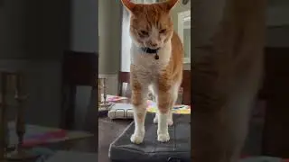 Cat stands up