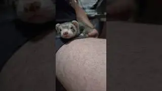 Vittle Lap Buddy