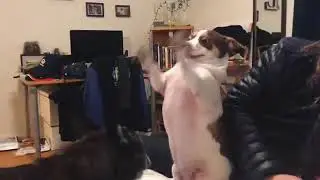 Mr.Bubz And His Br&ouml;ther