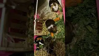 My little cavys