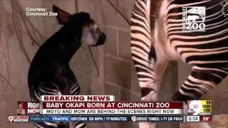 Baby okapi born at Cincinnati Zoo