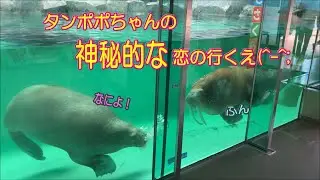 【セイウチ】タンポポちゃんの「神秘的な」恋の行くえ（伊勢シーパラダイス／水族館）