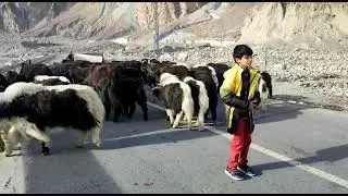Baby yaks near Pasu cones KKH(Karakorum highway)