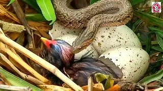 Snake hunts baby bird in nest | Snake attack on bird