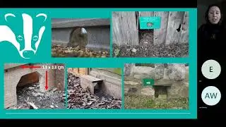 Urban Wildlife Champions Webinar &ndash; Session 7 &ndash; Hedgehog Highways
