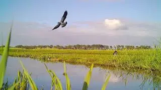 4e opzet weidevogel filmpje zonder tekst