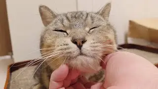 目を細めて気持ち良さそうにアゴの下を撫でられる猫。