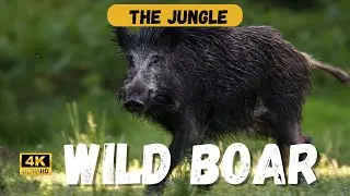 The Untamed HISTORY of the WILD BOAR 🐗🌿🔥